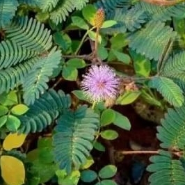 

BATANG DAUN PUTRI MALU PETIK PAS ADA ORDER250GRM