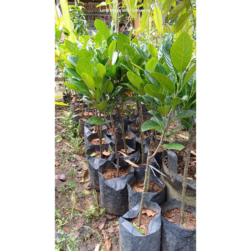 bibit nangka j33