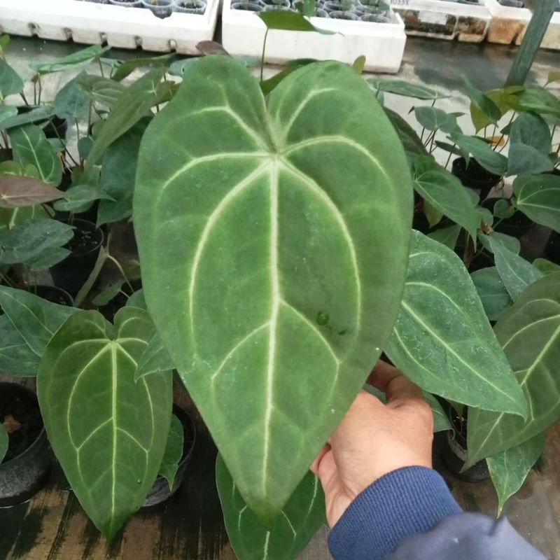 Anthurium Magnificum x Anthurium King of Spades