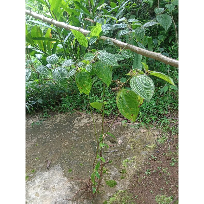 

Clidemia hirta/Harendong fresh segar diambil daun,batang,dan akar.
