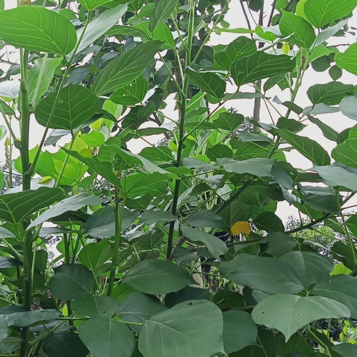 

daun dadap/serep segar 15 lembar fresh segar