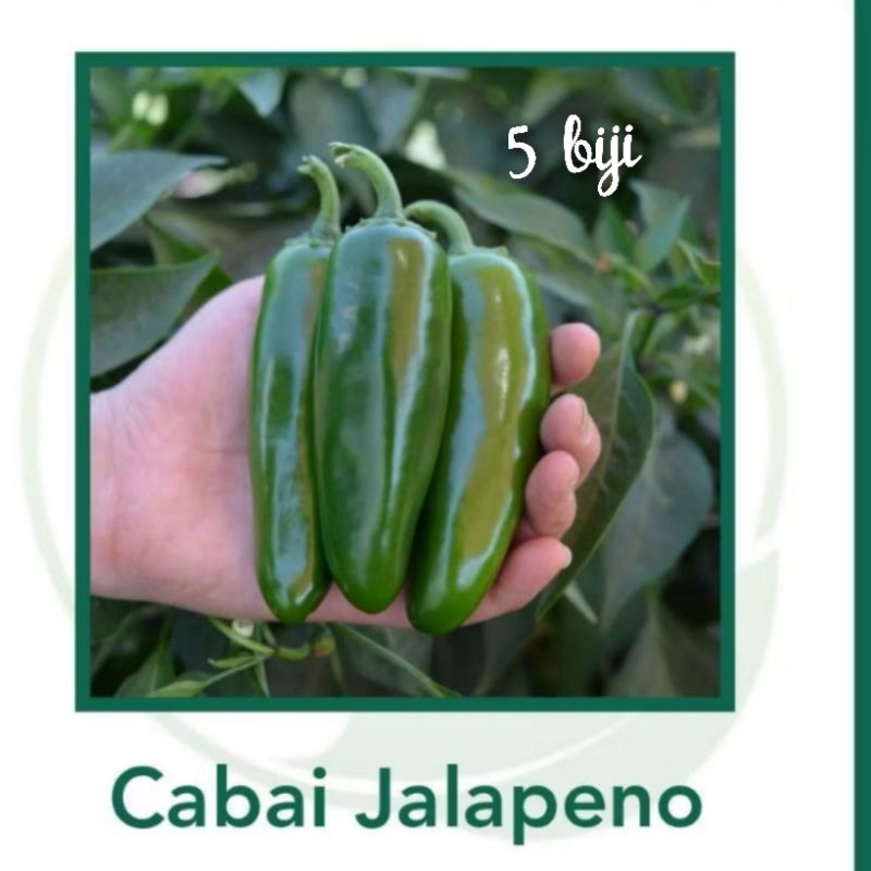 

Benih Cabai Jalapeno