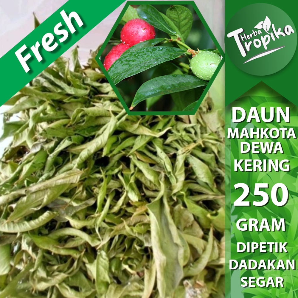 

Daun mahkota dewa kering 250 gram herbal alami toko herba tropika