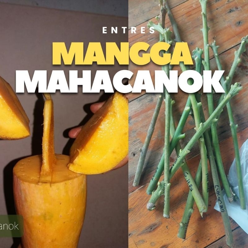 ENTRES MANGGA MAHACANOK