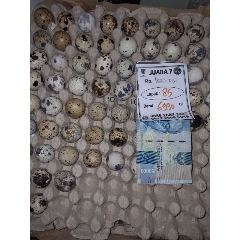 

telur topuy usia 10