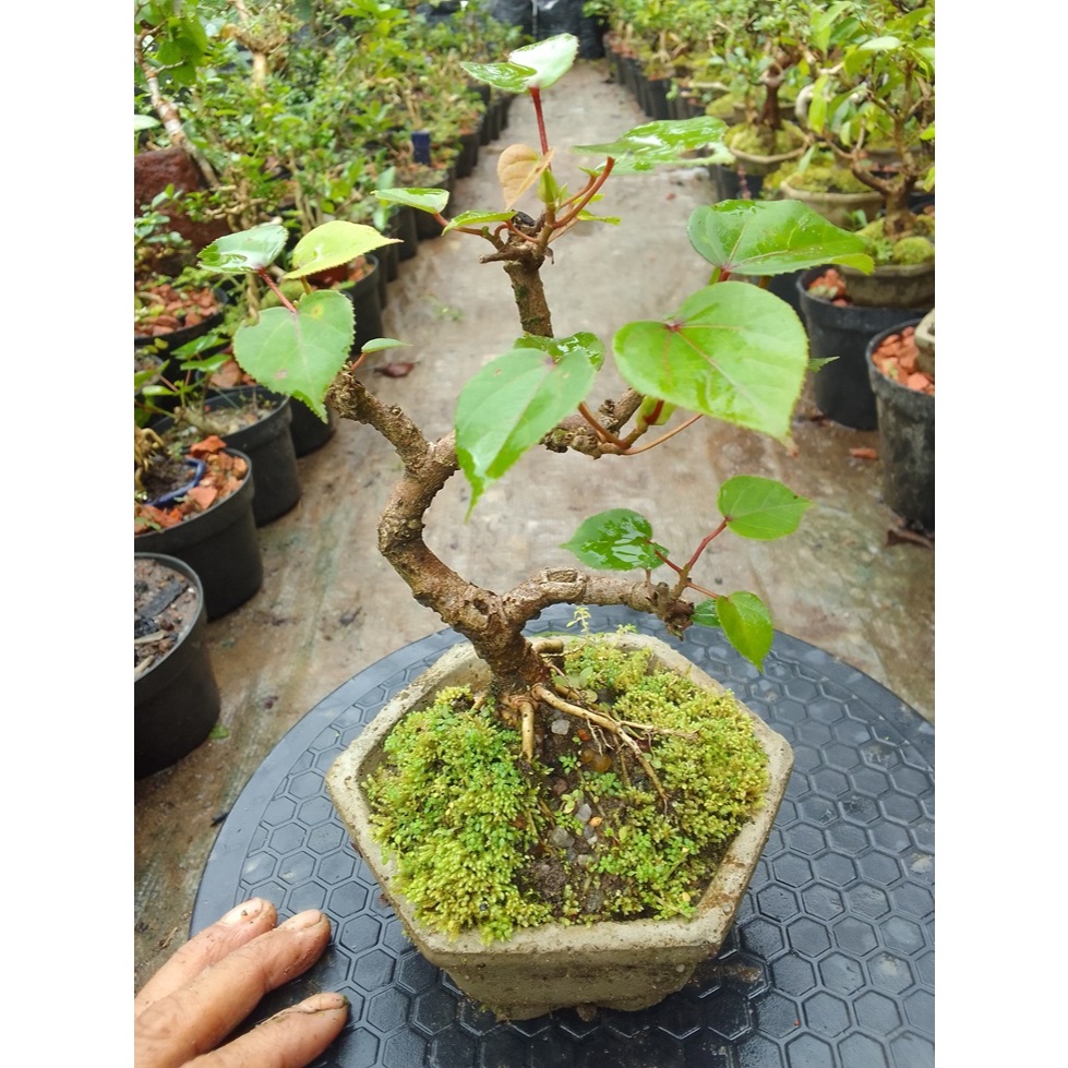 Bonsai Waru Lokal Mame