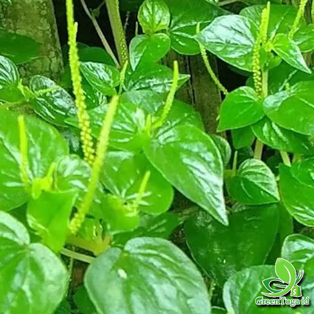 

DAUN SIRIH CINA FRESH ALAMI Untuk Obat herbal, Sayur, Kecantikan