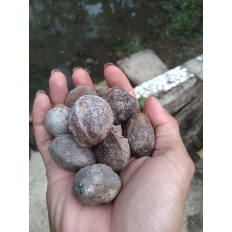 

jual kemiri jantan 500g