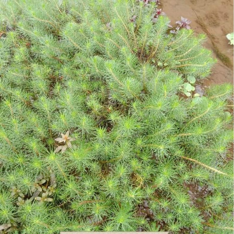 tanaman aquascape jenis stemplan 100 btng 10 jenis