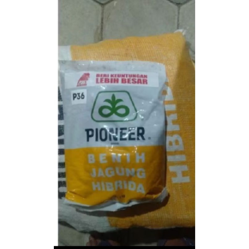 benih jagung p36 kemasan 1kg