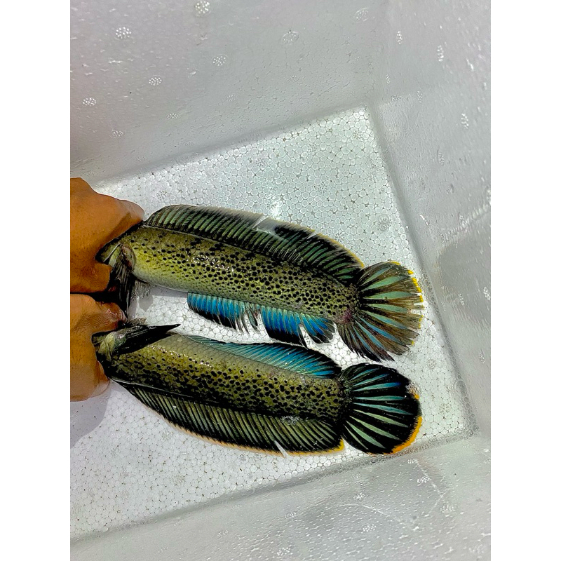 

patungpair.stewarti