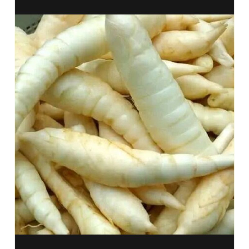 

Umbi garut segar 1 kg /umbi terigu