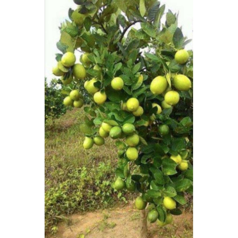 

Lemon Lokal Non biji Segar ada yang CO baru kita petik