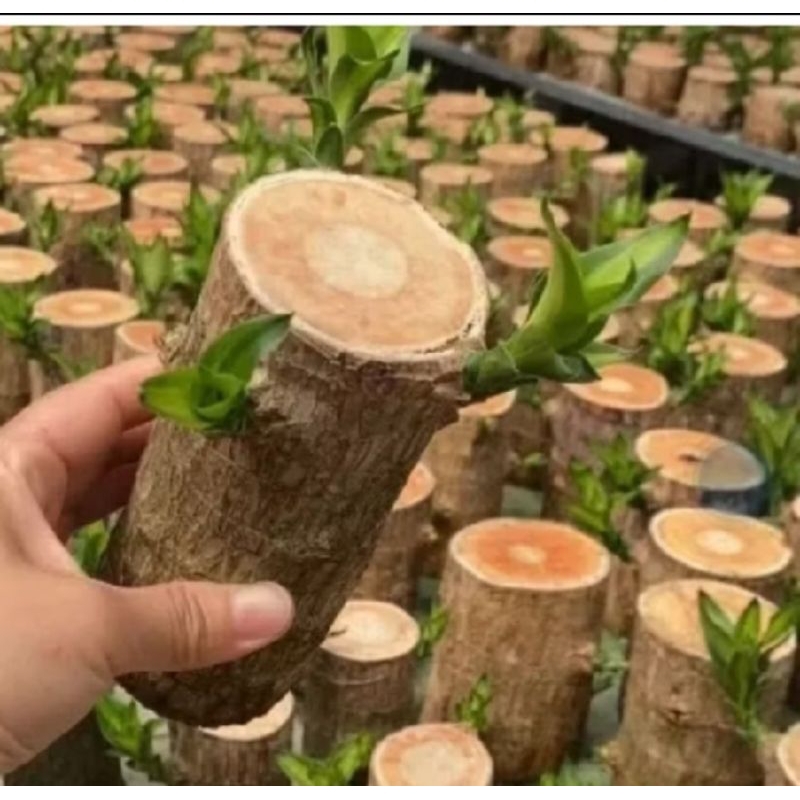 Hanjuang bonsai cantik