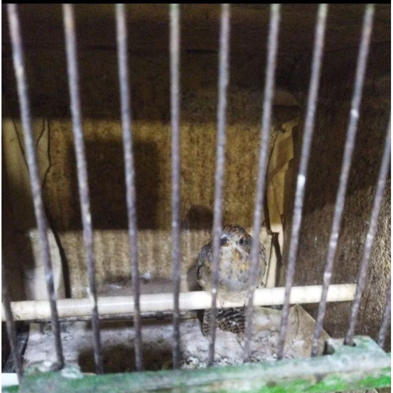 

KEDASIH JAWA MULUS GRADE A