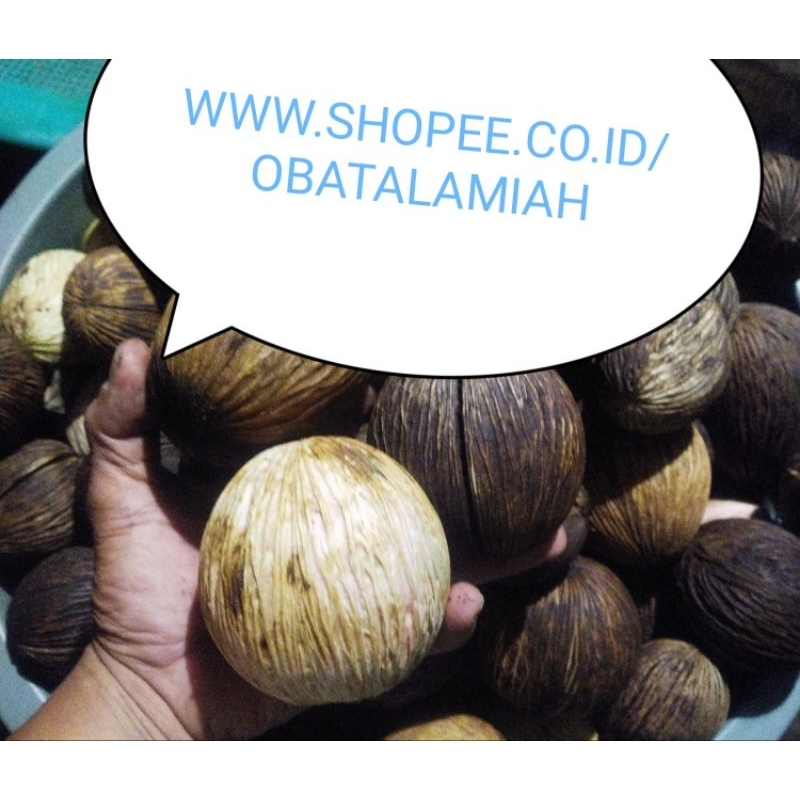 

BUAH BINTARO PILIHAN KHUSUS UNTUK KERAJINAN TANGAN PRAKARYA DAN SOUVENIR