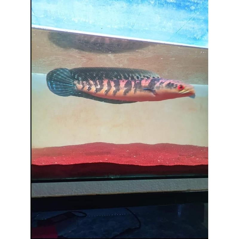 red barito baby3_4cm grosir banting harga