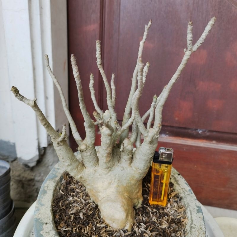 Adenium Arabicum Black RCN