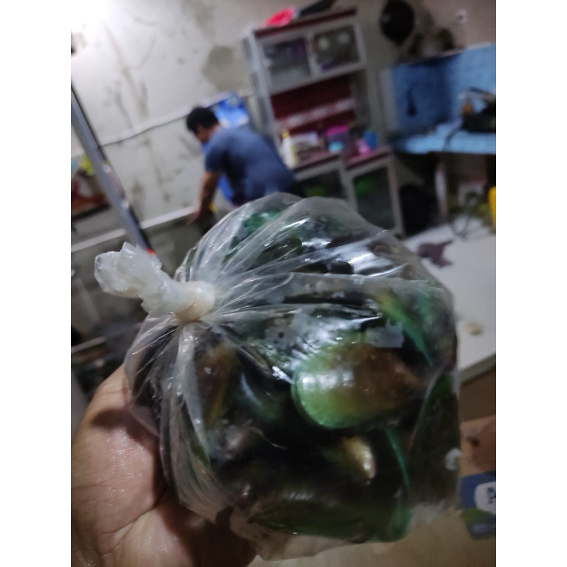 

kerjang ijo fresh 1kg