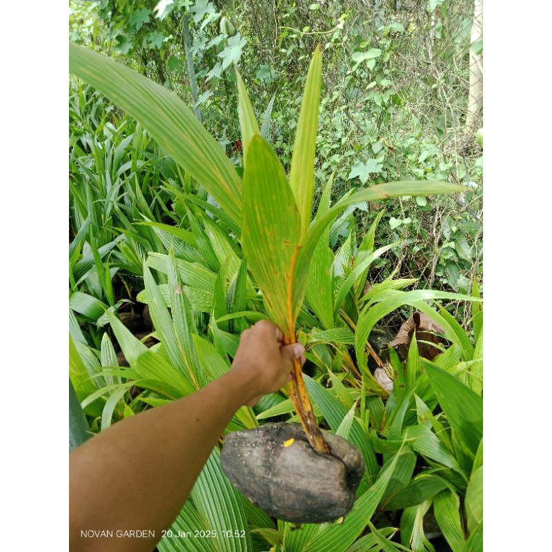 BIBIT KELAPA GADING KUNING | KELAPA GADING KUNING | BIBIT SIAP TANAM