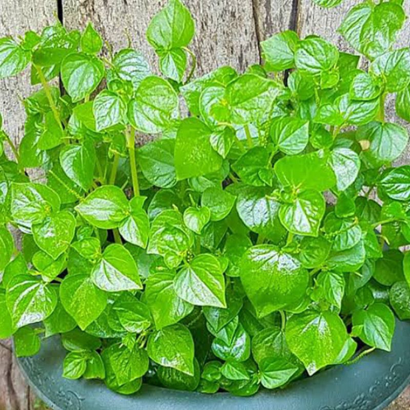 

1KG Daun + Batang + Akar Sirih Cina Segar