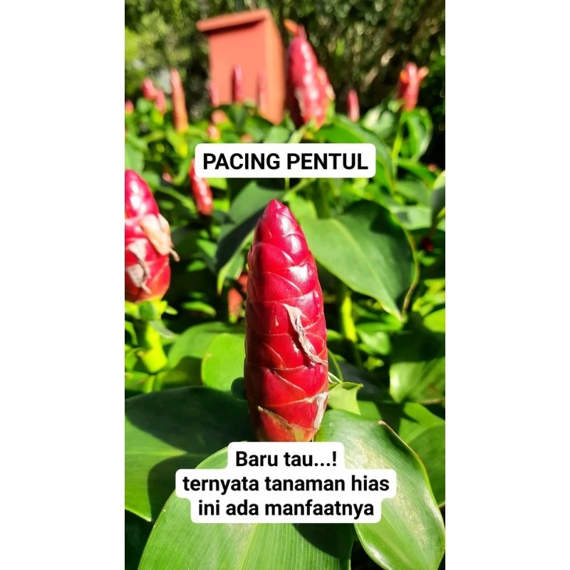 

Termurah daun pacing 500gr