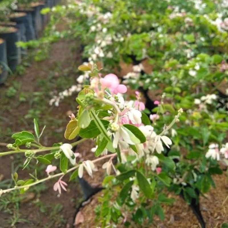 asem Londo varigata tanaman hias dan bahan bonsai