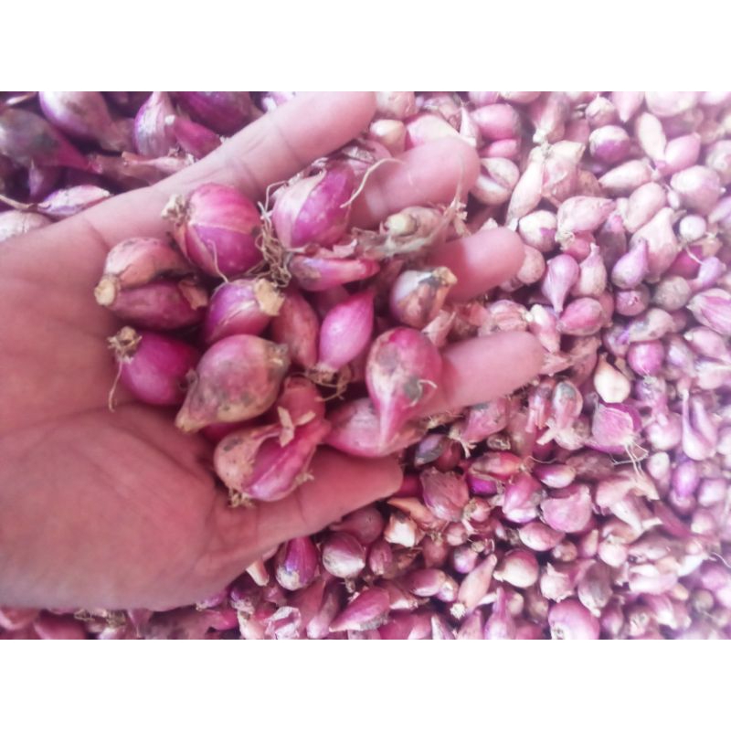 

bawang merah Brebes, ukuran sedang mix kecil