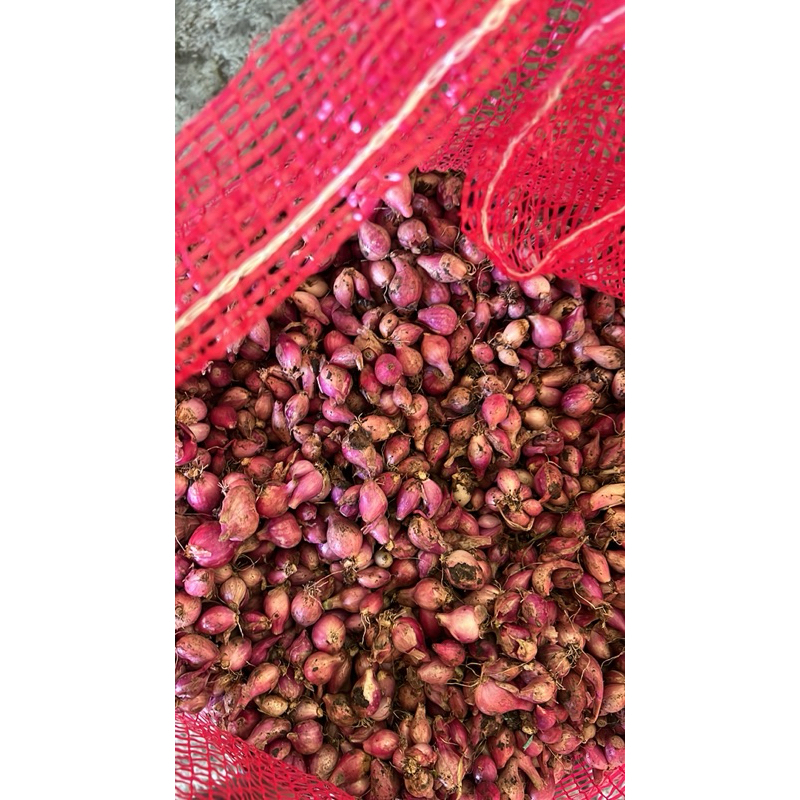 

(1 KG) BAWANG MERAH KECIL - UNTUK BAWANG GORENG - ULEGAN SAMBAL