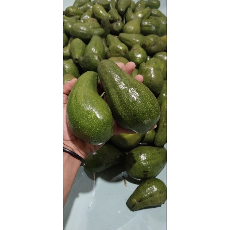 

ALPUKAT MENTEGA 1 KG 3-4