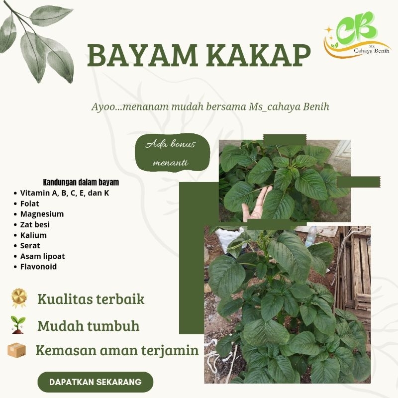 Benih biji bayam kakap isi (5000 butir), bibit bayam kakap