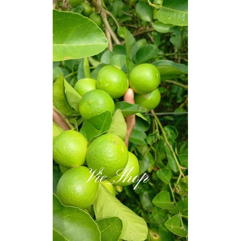 

Jeruk Nipis 1 kg kualitas Super Fresh Murah