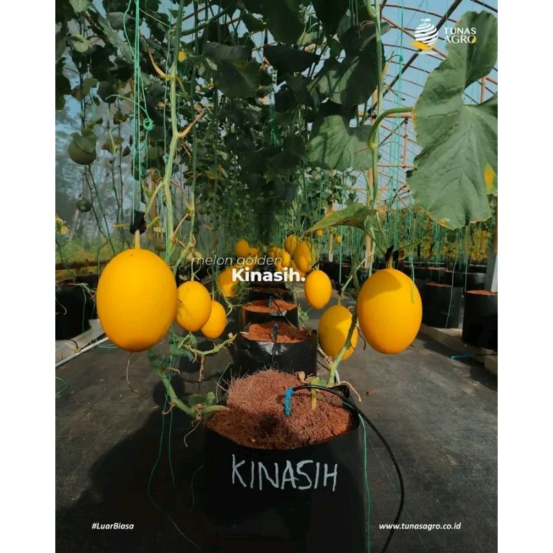 BENIH MELON KINASIH F1 TUNAS AGRO