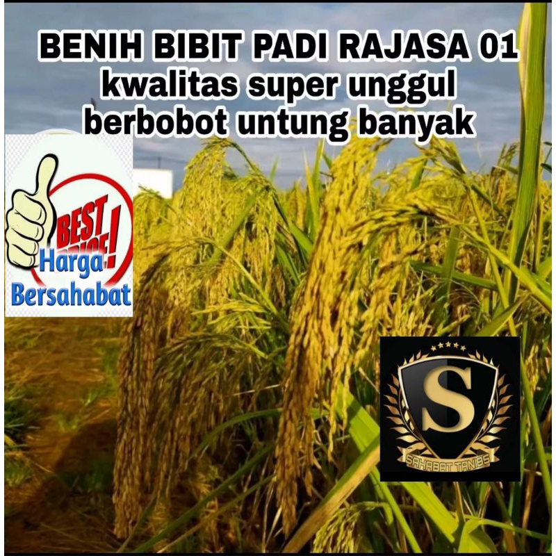 BENIH BIBIT PADI RAJASA 01  malai panjang berisi berbobot kemasan 5kg