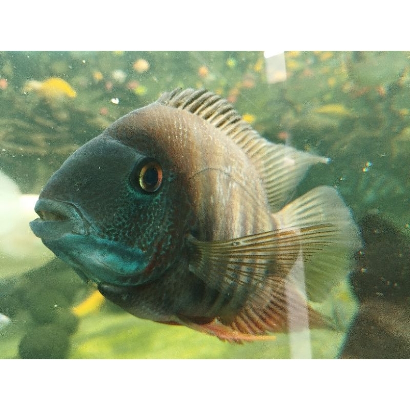 Severum Rotkeil american chichild