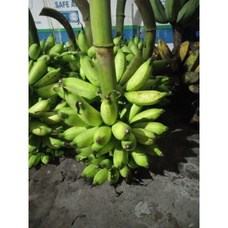 pisang ulin