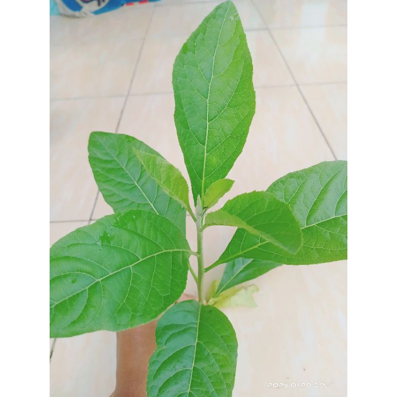 

Daun sambung nyawa 1 kg