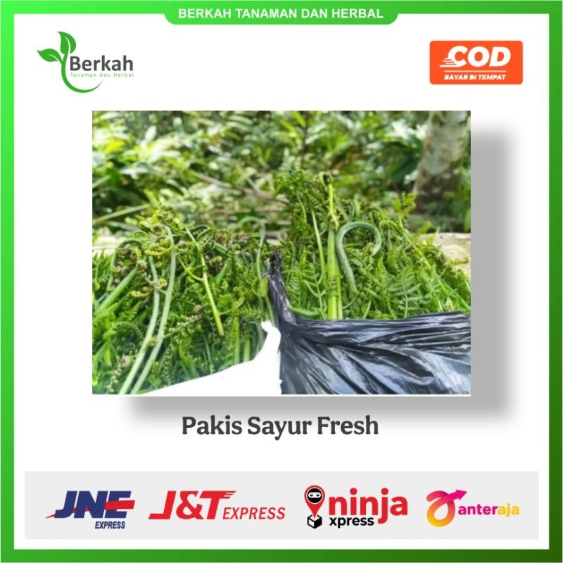 

Pakis Sayur / Pakis Segar 500gram Murah Fresh