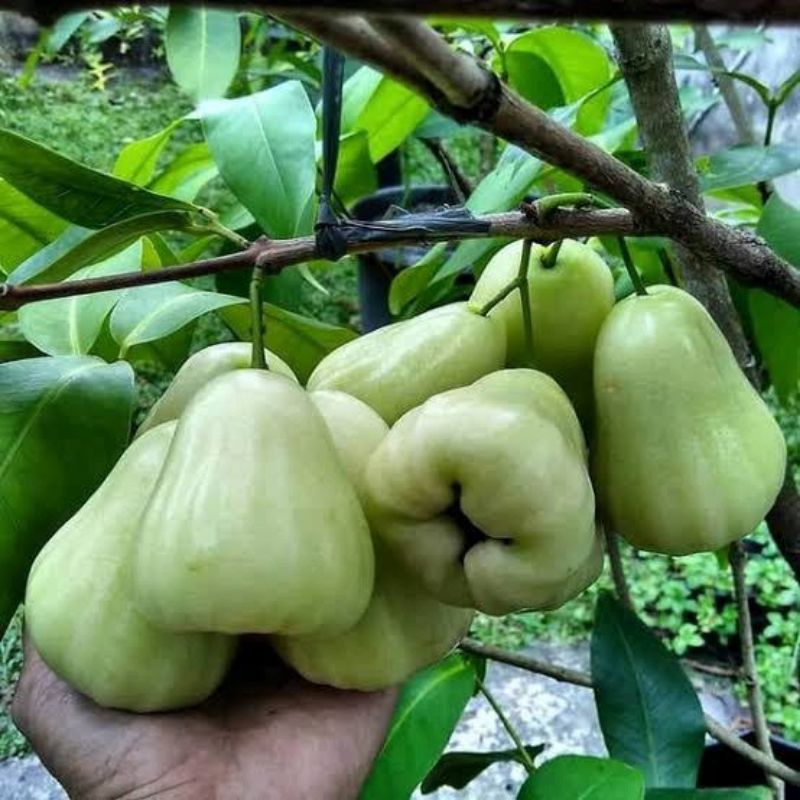 

Bibit Jambu air Madura Tanpa Biji CANGKOK