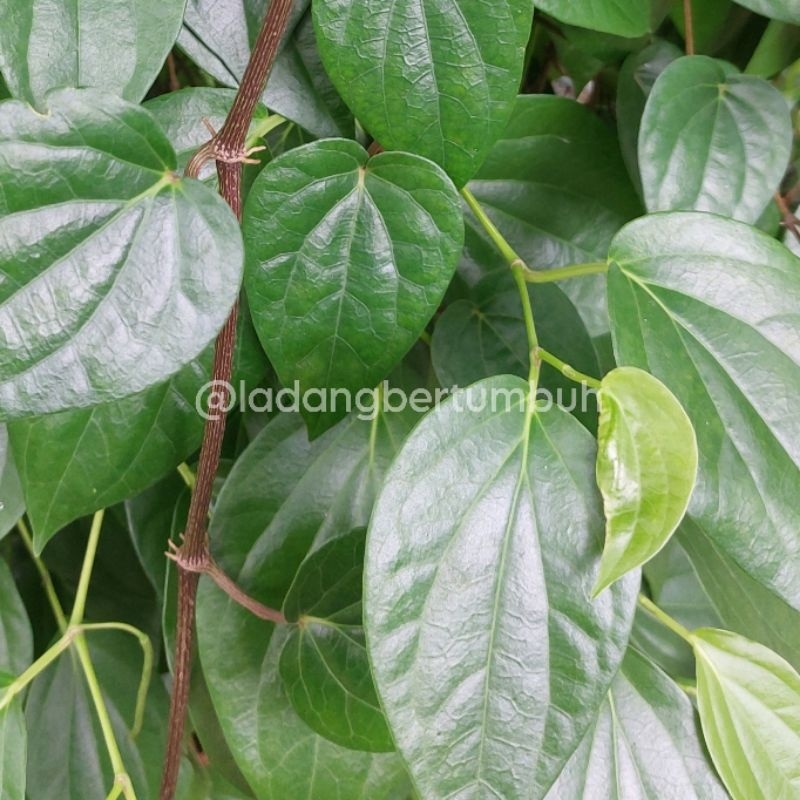 

Daun Sirih Merah Segar Baru Dipetik - LADANG BERTUMBUH