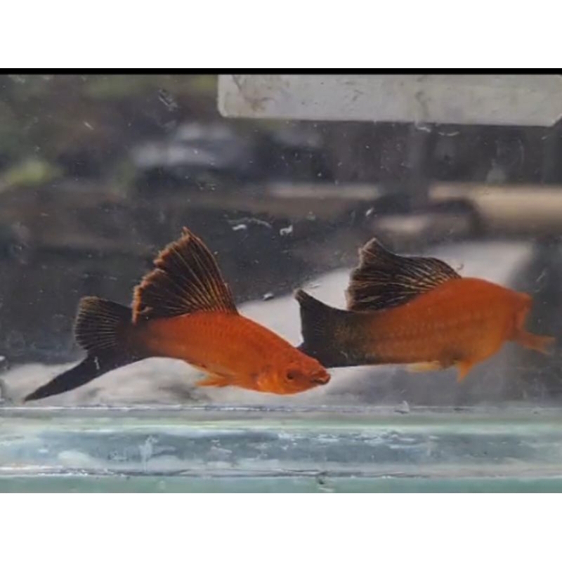 hellery red wagtail cauliflower