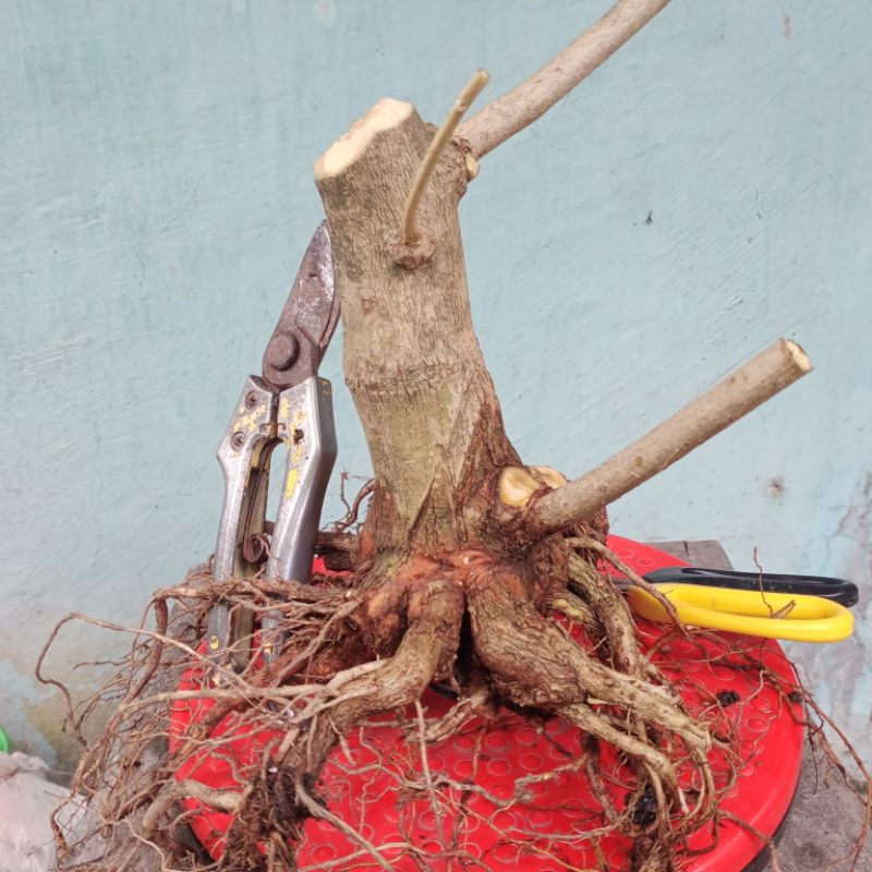 bahan bonsai sancang fresh dongkel akar keliling