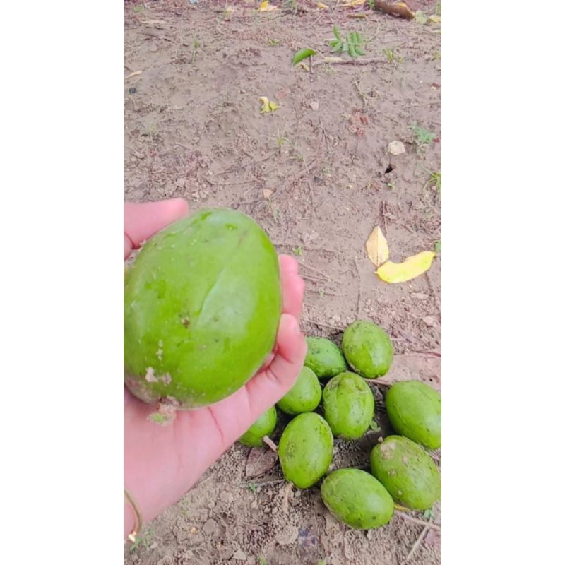 

kedongdongbangkok/babat