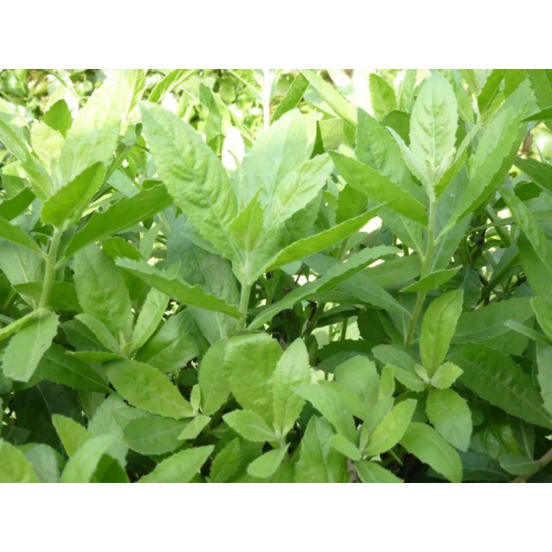 

Daun beluntas segar 500gram