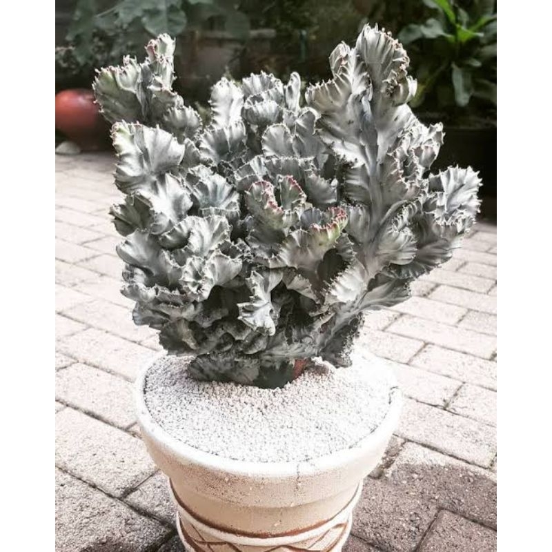 EUPHORBIA LACTEA WHITE GOST CRISTATA, EPORBIA SUSU, KAKTUS, TANAMAN HIAS MINI, KAKTUS PUTIH, CORAL C