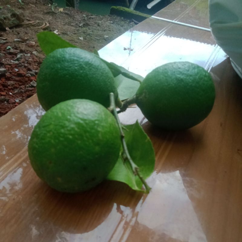 

jeruk nipis asli