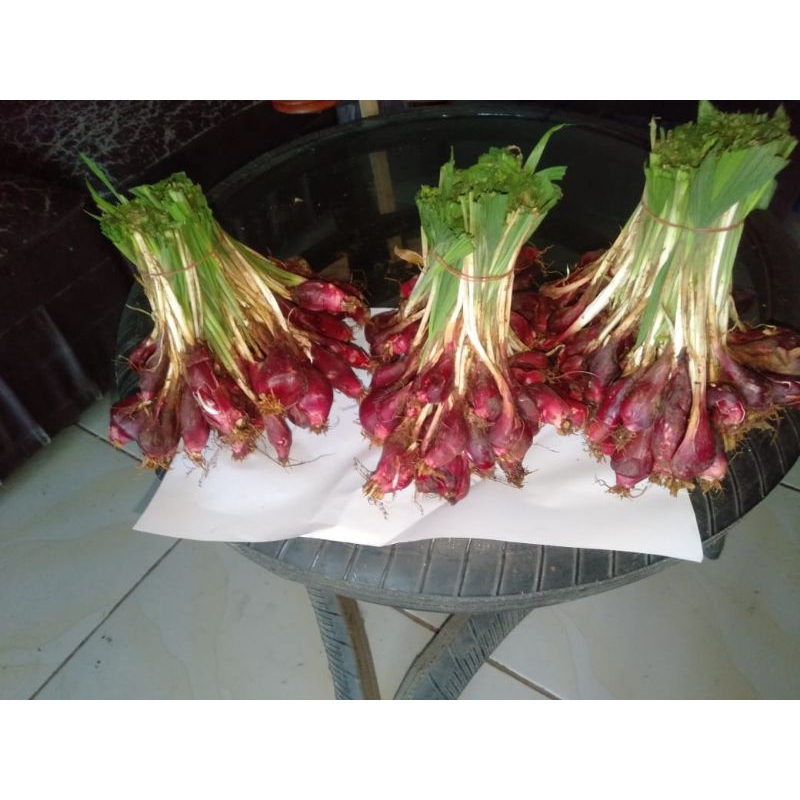 

bawang dayak segar baik untuk herbal 500 gram