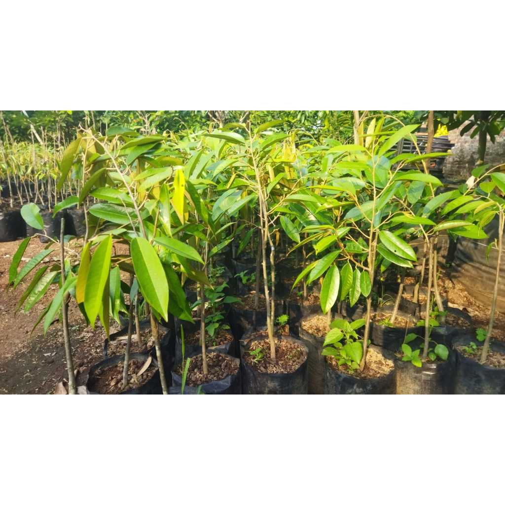 Bibit Tanaman Paket 12 Durian Duri Hitam