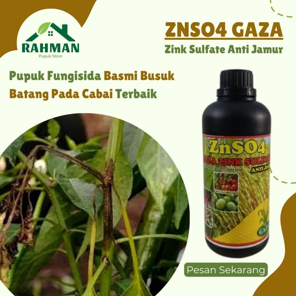 OBAT BUSUK BATANG CABE TERBAIK - ZNSO GAZA 500ML - Pupuk semprot basmi busk layu tanaman cabai