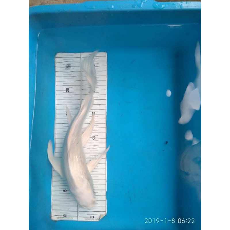 ikan koi slayer platinum